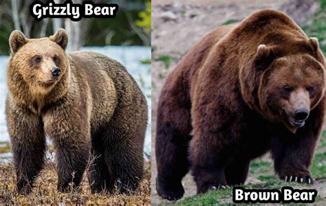 Brown vs grizzly bear - Grizzly Bear. The grizzly bear is characterized by a distinctive hump on the shoulders, a slightly dished profile to the face, and long claws on the front paws. Grizzly bears usually live as lone individuals, except for females accompanied by their cubs. Grizzly bears can be seen in close proximity in areas of abundant food, such as berry ...